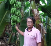 전남 강진에 특별한 바나나 농장 ‘눈길’