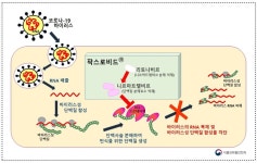 동방에프티엘(주)-저장소 | 화이자 코로나19 먹는 치료제, 셀트리온·동방 등 국내사 제네릭 생산·공급