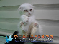 서울 송파 위례포레샤인23단지 화단에 스코티시 폴드 고양이 구조