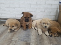 경북 칠곡 왜관 전원3길에서 유기견 새끼 4마리 발견 보호