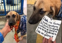 시장 헤매던 누렁이 목에 걸린 쪽지..“코로나로 노점상하던 주인이 죽었어요.”