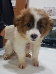 동우장모텔 | 충북 제천 화산동 동우장 모텔 부근에서 갈흰색 강아지 발견 보호