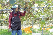농업회사법인알쎄븐(주)산수골스테비아 | 당도·저장성 잡은 스테비아 농법… '골드'가 주렁주렁