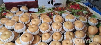 여름에 만날 수 있어서 반가운 배 '한아름'