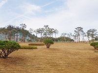 안동 관문 한티교차로에 도시숲 조성