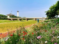 서산 해미천변 다양한 야생화 물결 볼거리 풍성