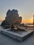 해수부 "독도 강치(바다사자) 연구" 한 걸음 더...