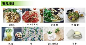 농업회사법인황금새싹인삼농장유한회사 | 청정채소로 다시 태어난 '새싹인삼'
