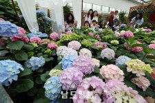 형형색색 수국 '활짝'