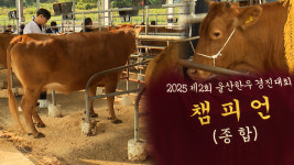 철원한우개량협회 | 15년 한우 개량‥ "크고 튼튼하게"