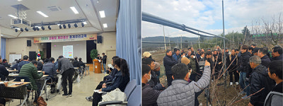 경주농업혐동조합 | 경주시, 한·일 농업기술교류 실시… 선진 체리, 복숭아 재배법 및 전정 기술 교류
