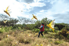 사막 메뚜기 “하루 150㎞ 날아 농장을 쑥대밭으로”