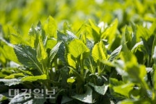 울릉군, 경북·대구 의료진,봉사자에 청정 산나물 전달
