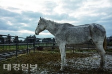 수기획(말루비아) | 대구 아트스페이스 루모스 '박찬원: 사랑한다 루비아나' 사진전