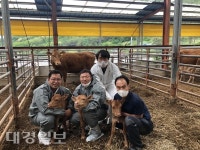 북후한우마트(안동 권기성 한우) | 안동 북후면 축산농가, 한우 수정란 이식으로 세쌍둥이 출산