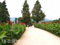 경천대616농원 | 상주시농업기술센터, 경천섬에 칸나 꽃길 활짝