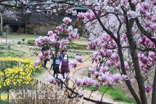 선암호수공원 '자목련 산책'