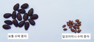 ‘씨 없는 수박, 미니 수박’으로 글로벌 시장 개척