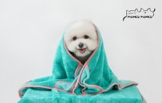 더블엠컴퍼니 몽쿠몽쿠, 반려동물 기능성 극세사펫타올 오픈포켓타올 와디즈 펀딩 진행