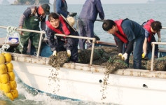 옹진군 체험어장 내 바지락 및 동죽 종자 47톤 살포...어촌체험 활성화 및 수산자원 회복