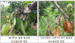 과수화상병 충주 사과 농장도 발생…확산 우려