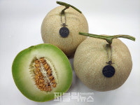 천군농산 | 【이슈공감】껍질 얇고 당도 높은 진천 '허니짱 멜론' 생산단지 전국 최고