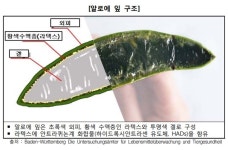 소비자원 “알로에 전잎 건강기능식품, 1~2주 이상 섭취 말아야”