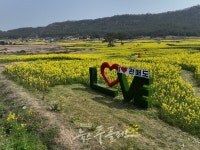 보배의섬힐링촌대건농원 | 진도군, '보배섬 유채꽃 축제' 봄의 향기 가득한 힐링의 시작