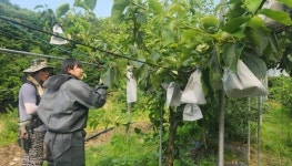 해바스영농종합 | 공주시, 영농종합상황실 운영...신속 대응체계 강화