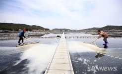 【태안】태안군, 명품 천일염 본격 생산