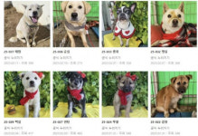 정왕본-4(동물누리보호센터) | 시흥시 동물누리보호센터, 유기견 밀루의 특별한 입양 이야기