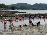 고성 삼산면 해명마을, 바지락 캐기 체험 '성황'