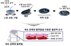 세포 공배양(共培養) 플랫폼 개발...인공 장기, 피부 쉽게 만든다