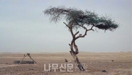 세계의 특이 수종 이야기 3 - 세상에서 가장 외로운 나무 The Lost Tree
