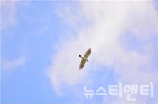 덕산1급정비주 | 충남도, 예산 덕산도립공원서 멸종위기 수달 등 1516종의 서식 확인