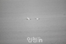 영종 수하암의 저어새 - '수돌이'와 'Y21'의 탄생과 비행