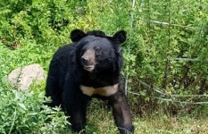 용인 곰 사육 농장서 반달가슴곰 2마리 탈출…수색 중