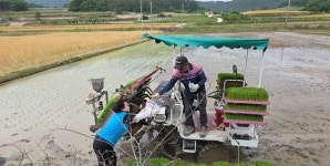 진도큰집 농업회사법인(주) | 진도군, 폭염 속 농업인 온열질환 예방 총력…현장 순회 지도 강화