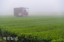 석문마을녹차작목반 | 안개속 녹차 수확