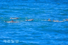 한가로이 유영하는 돌고래들