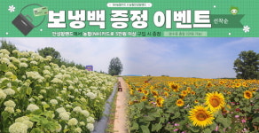 농협 안성팜랜드, '썸머플라워 축제' 진행…"수국·해바라기 만개"