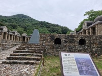 축제가 코앞인데..불갑사 상사화 절화(折花) 수난