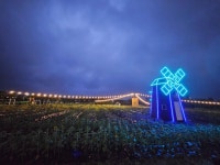 해바라기밭에서 인생샷 '찰칵'.. 2024 영천동 해바라기 축제 개막