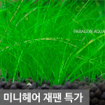 아쿠아헤어샵(주)나르시피아 | 미니헤어 재팬 1단 : 파라곤아쿠아