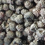 산지직송 냉동복분자 10kg (박스) : 봉화 수림오미자농원