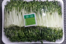 무순500g x 3팩 (최소 구매수량 3팩) : 벧엘 새싹농장