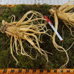 특대난발수삼 한채 750g 8-9뿌리 금산고려수삼 인삼먹는방법 보관법 4-6년근추정 : 인삼약초유통센터