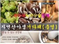 산야백초다림방 | 개다래진액(35일분):70팩 : 산야초건강원