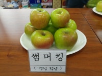 여름 조생종 썸머킹 사과 나무 묘목 : 우림묘목농원