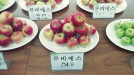 귀엽고 깜찍한 맛있는 미니사과 루비에스 : 우림묘목농원